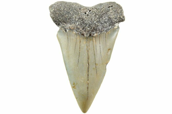 Fossil Broad-Toothed Mako Shark Tooth - North Carolina #235201